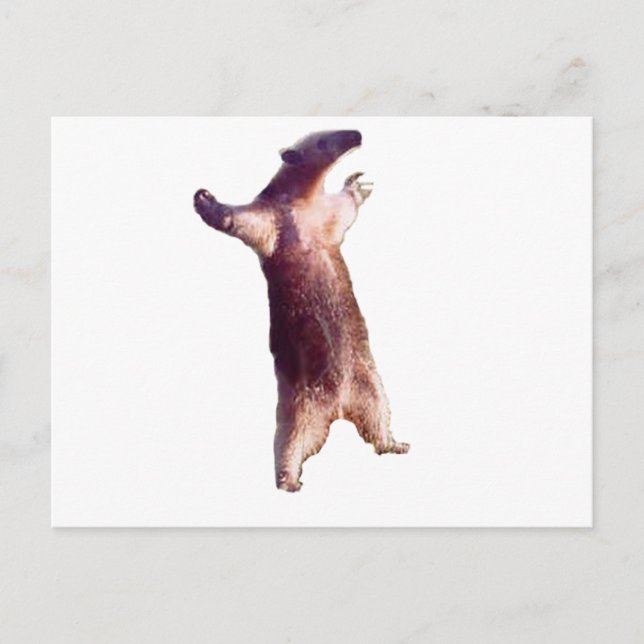 Carte Postale Anteater (Devant)