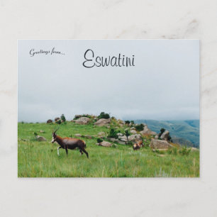 Carte Postale Antelope dans le parc national du Swaziland Eswati