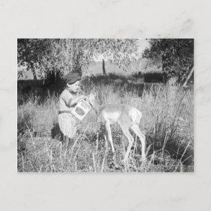 Carte Postale Antélope nourrissante