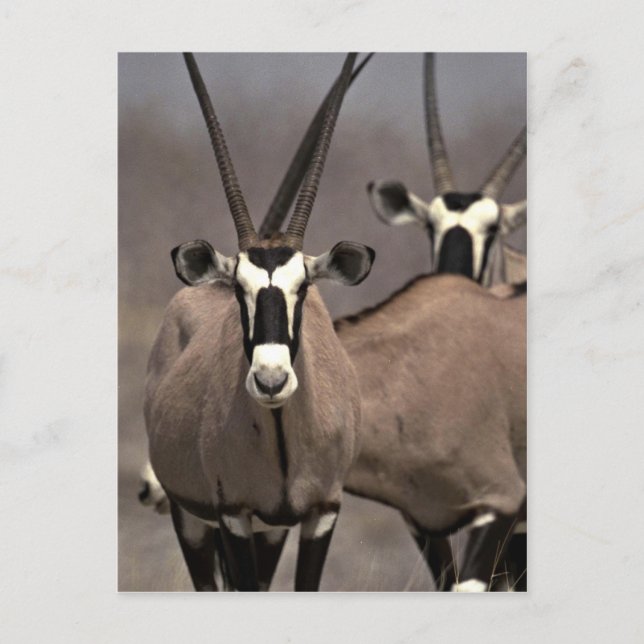 Carte Postale Antenne d'Oryx (Devant)