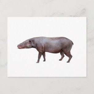 Carte postale Anthracotherium ("Bête de charbon"),
