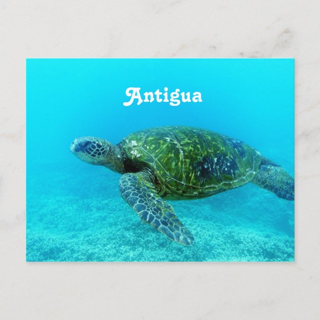 Carte Postale Antigua Hawk Tortue Billed Turtle (Devant)
