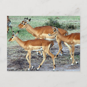 Carte Postale antilope