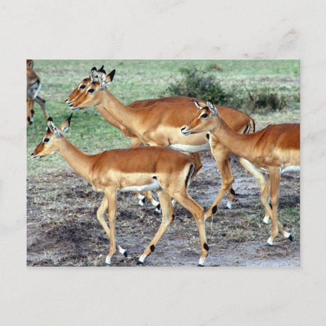 Carte Postale antilope (Devant)