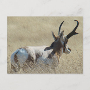 Carte Postale Antilope d'Amérique A14 Buck Sunshine