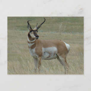 Carte Postale Antilope d'Amérique A37 mâle cornes torsadées