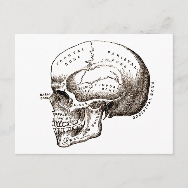 Carte Postale Antique Anatomie Crâne anatomique (Devant)