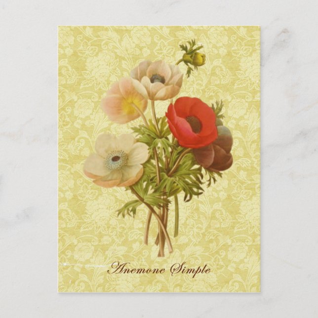 Carte Postale Antique Anemone Botanique (Devant)