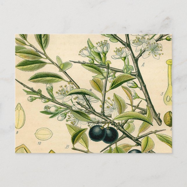 Carte Postale Antique Blackthorn Botanique Imprimé Fleur Berry (Devant)