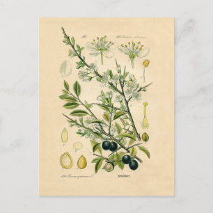 Carte Postale Antique Blackthorn Botanique Imprimé Fleur Berry