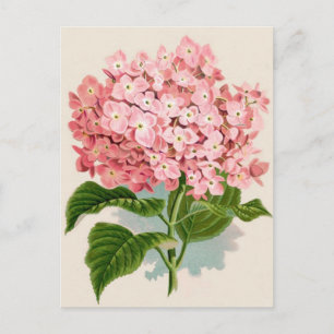 Carte Postale Antique Botanique Romantique Pink Hydrangea