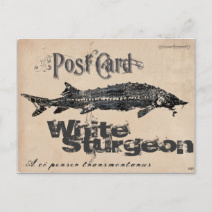 Carte postale antique d'esturgeon blanc-Gyotaku