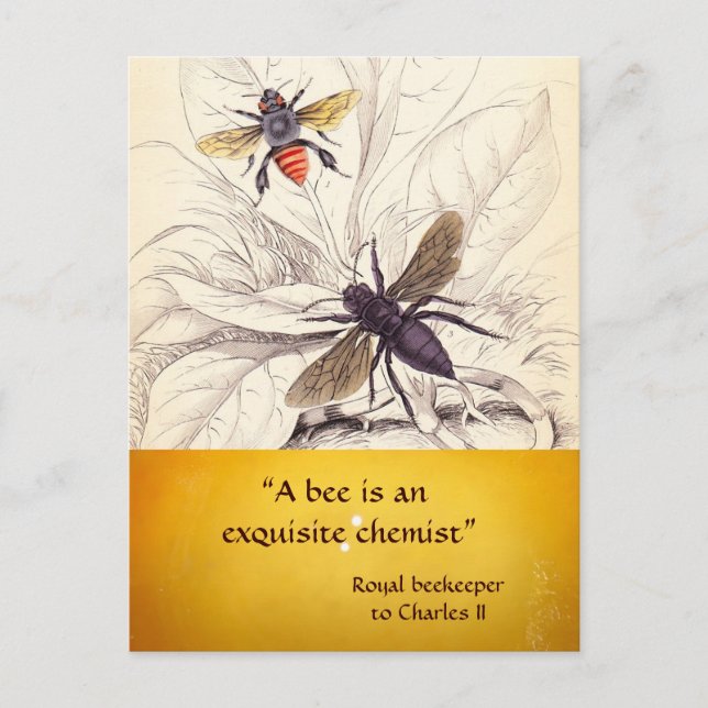 CARTE POSTALE ANTIQUE HONEY BEE BEEKEEPER, MAINTIEN DES OEUVRES (Devant)