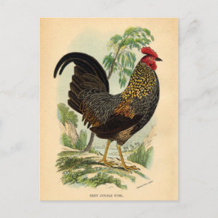 Carte Postale Antique Imprimer Cockerel Vintage coq au coq au co