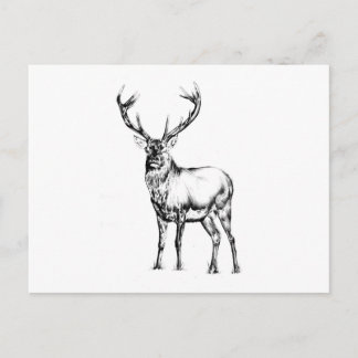 Carte Postale Antique start dessin artisanal nature
