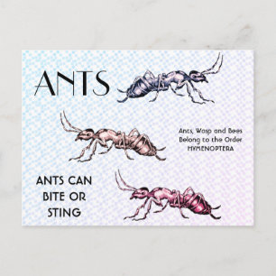 Carte Postale Ants Insectes Bugs Déplaisant Crawly Créatures