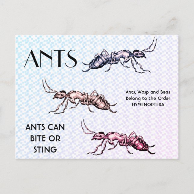 Carte Postale Ants Insectes Bugs Déplaisant Crawly Créatures (Devant)