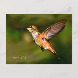 Carte postale Anza California Hummingbird