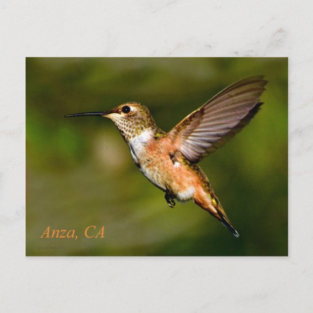 Carte postale Anza California Hummingbird (Devant)