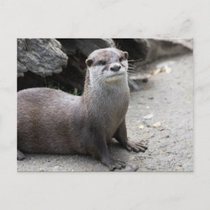 Carte Postale Aonyx cinerea