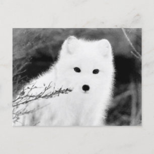 Carte Postale *~* AP18 Renard blanc renard blanc renard neigeux