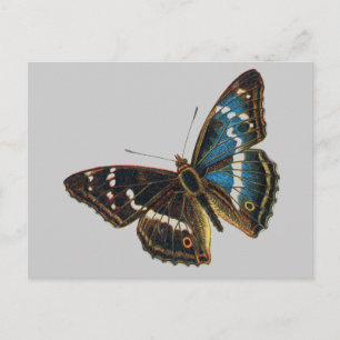 Carte Postale Apatura iris male