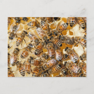 Carte Postale Apiculture à la ferme d'Arlo's Honey