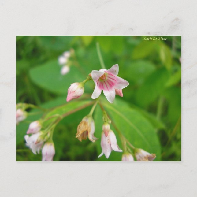 Carte Postale Apocyn à feuilles d'androsème (Devant)