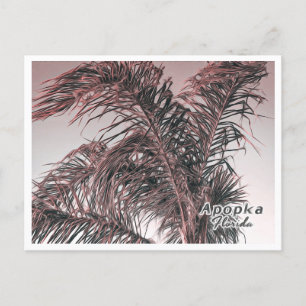 CARTE POSTALE APOPKA FLORIDA