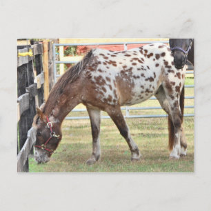Carte Postale Appaloosa