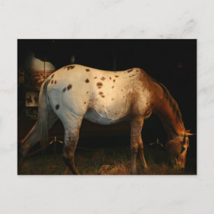 Carte postale Appaloosa