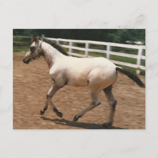 Carte Postale Appaloosa / Colorado Ranger Colt