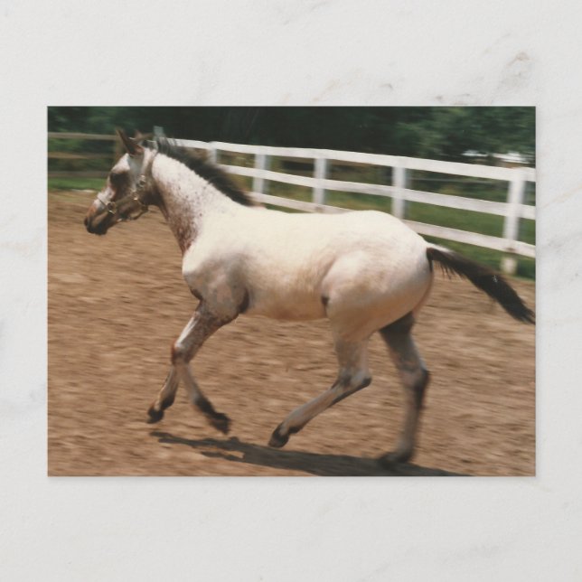 Carte Postale Appaloosa / Colorado Ranger Colt (Devant)