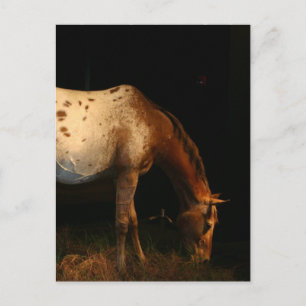 Carte postale Appaloosa Horse