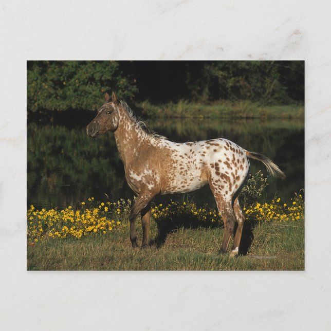 Carte Postale Appaloosa Horse debout au bord du lac (Devant)