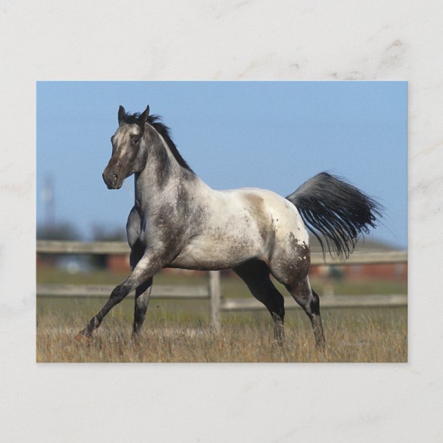 Carte Postale Appaloosa Horse Running 3 (Devant)