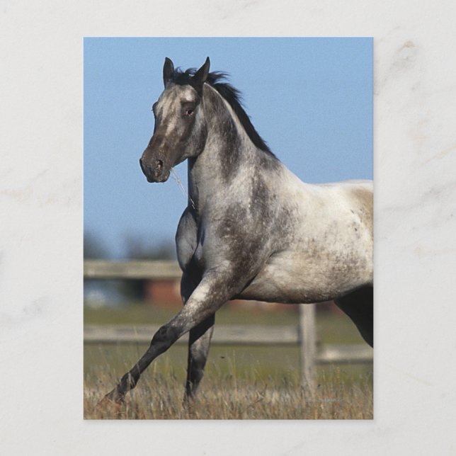 Carte Postale Appaloosa Horse Running 3 (Devant)