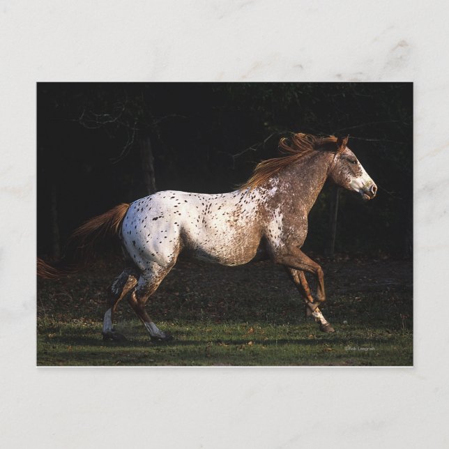 Carte Postale Appaloosa Horse Running 4 (Devant)