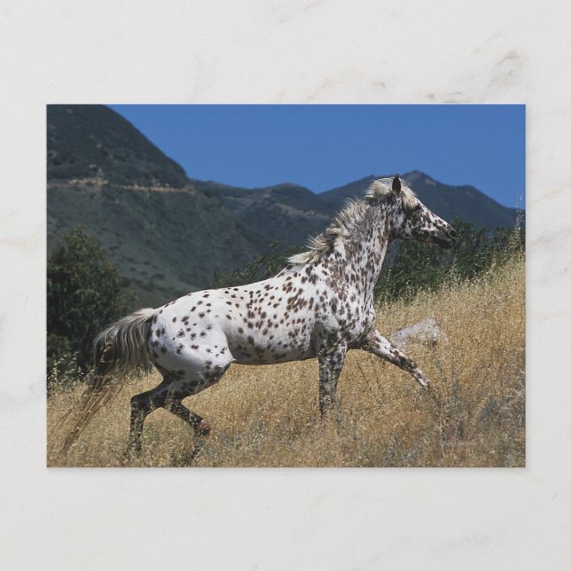 Carte Postale Appaloosa Horse Running up Mountain (Devant)
