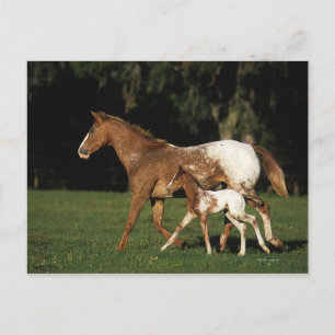 Carte Postale Appaloosa Mare Et Foie