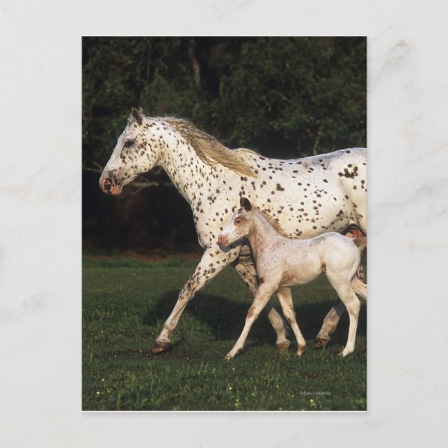 Carte Postale Appaloosa Mare et Foie en champ (Devant)