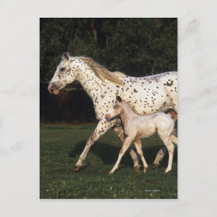 Carte Postale Appaloosa Mare et Foie en champ