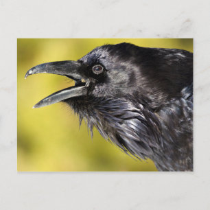 Carte Postale Appel de cordes