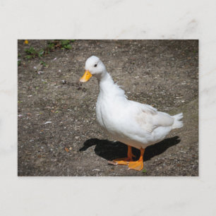 Carte Postale Appeler canard