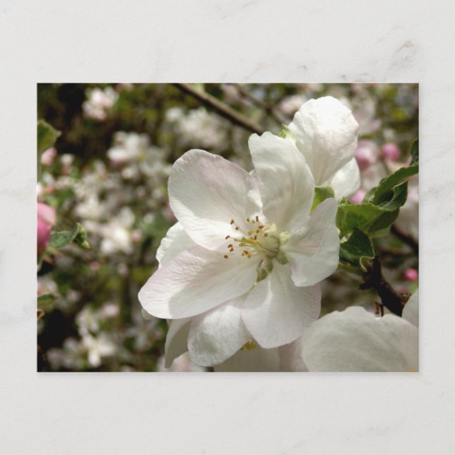 Carte postale Apple Blossom (Devant)