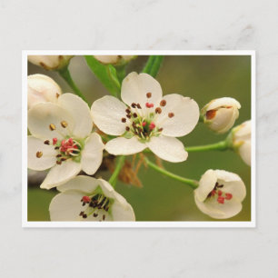 Carte postale - Apple Blossom