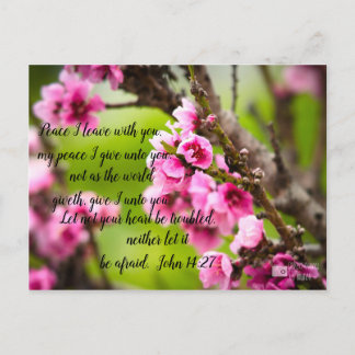 Carte postale Apple Blossom