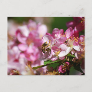 Carte postale Apple Blossom and Honey Bee