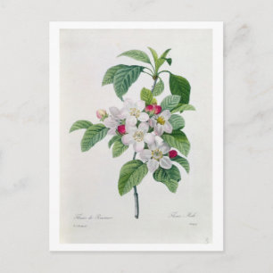 Carte Postale Apple Blossom, de 'Les Choix des Plus Belles