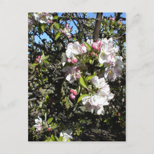 Carte Postale Apple Blossom Time